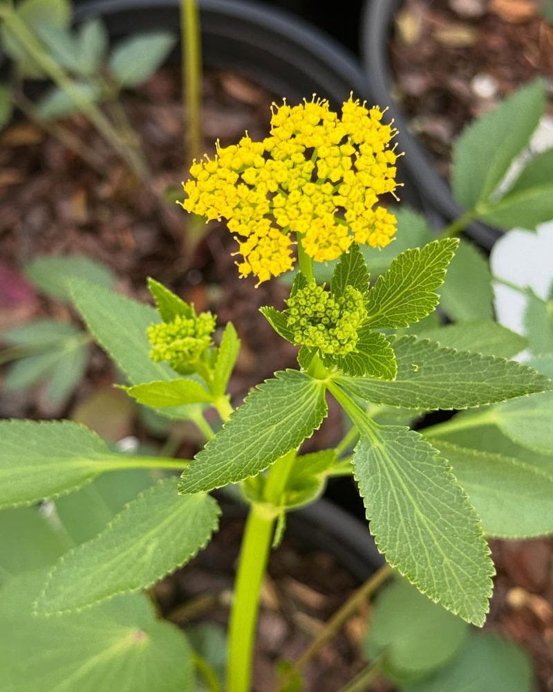 Golden Alexander With Its Sunshine-Yellow Clusters