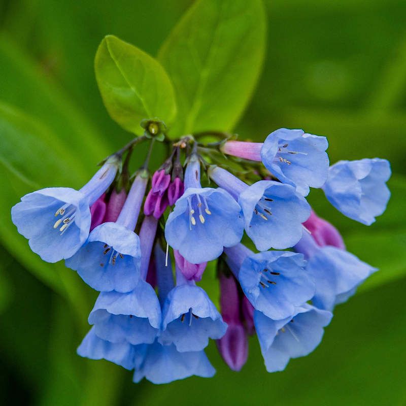 Virginia Bluebells Create A Brief Spring Show