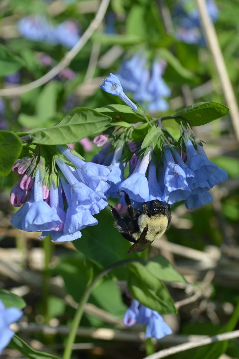Virginia Bluebells