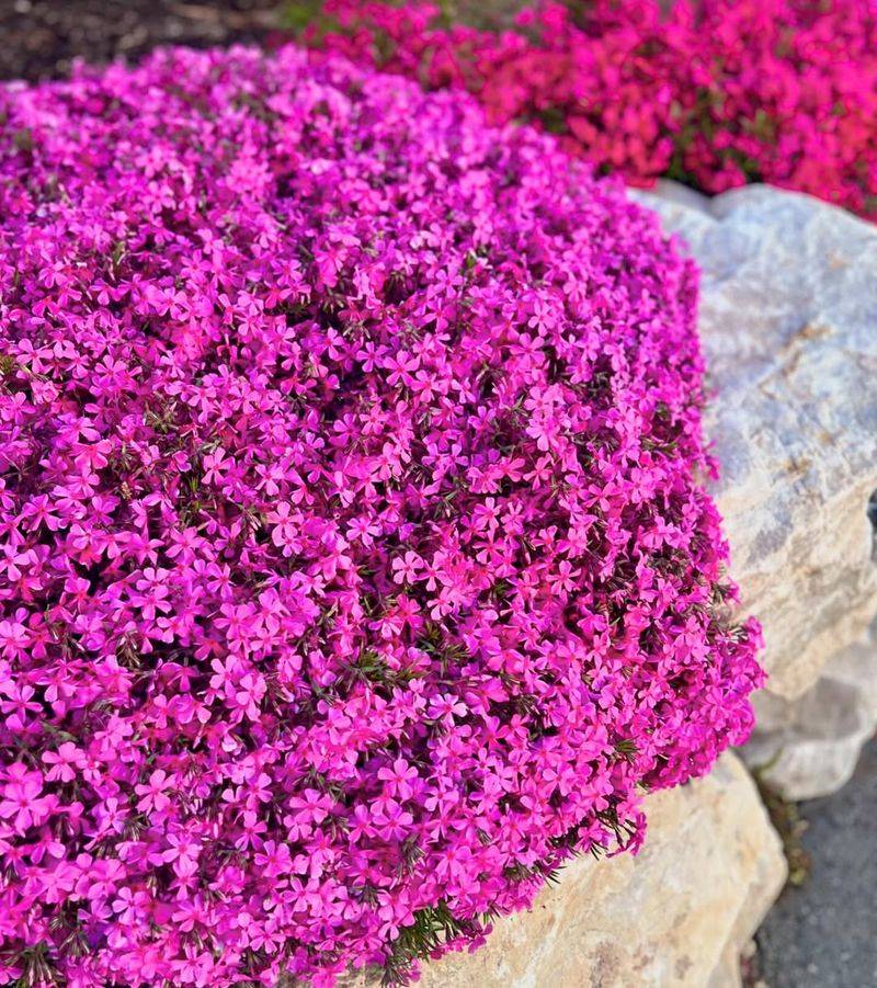 Creeping Phlox (Phlox Stolonifera)