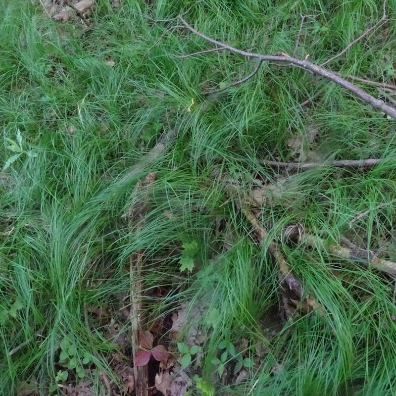 Pennsylvania Sedge (Carex Pensylvanica)