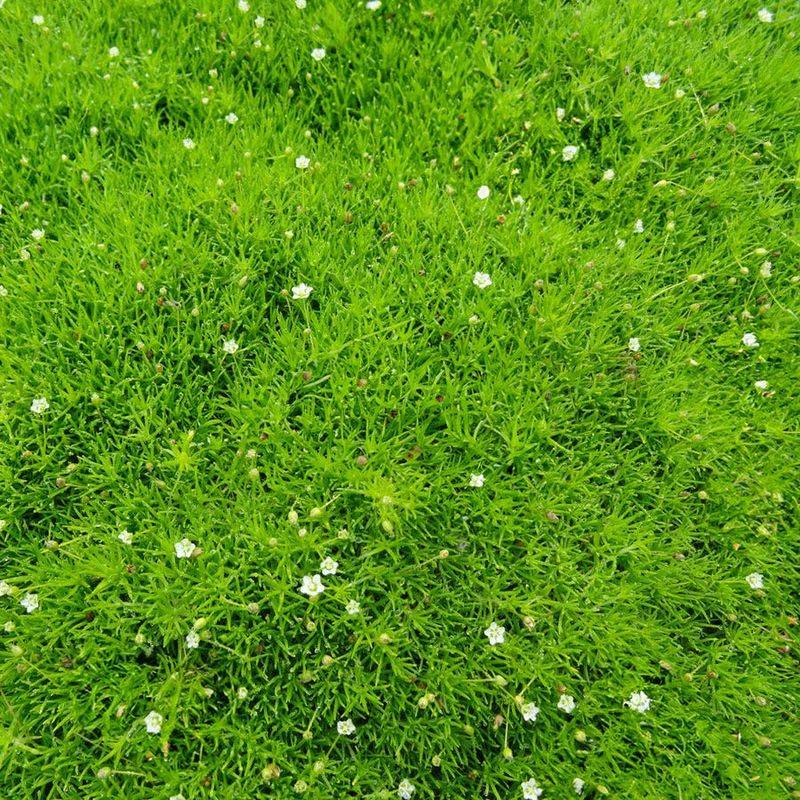 Irish Moss (Sagina Subulata)