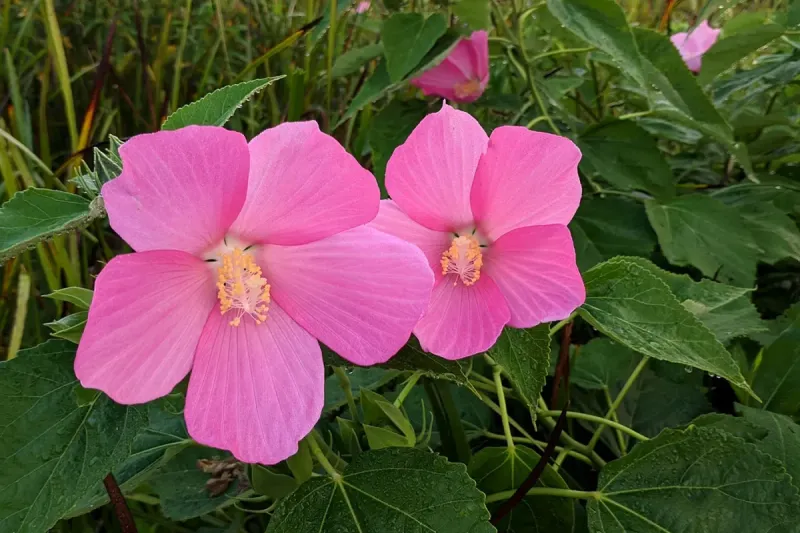 Swamp Rose Mallow Explodes With Tropical-Looking Blooms