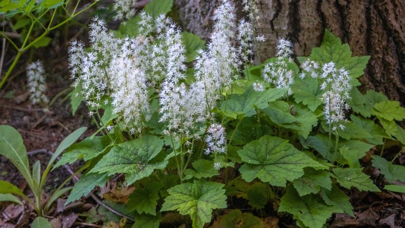 Foamflower Adds Delicate Spring Blooms In Shade