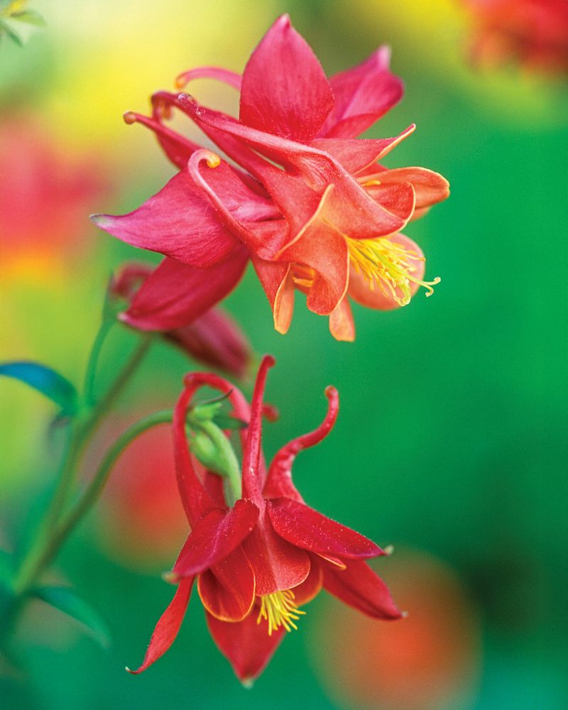 Eastern Red Columbine