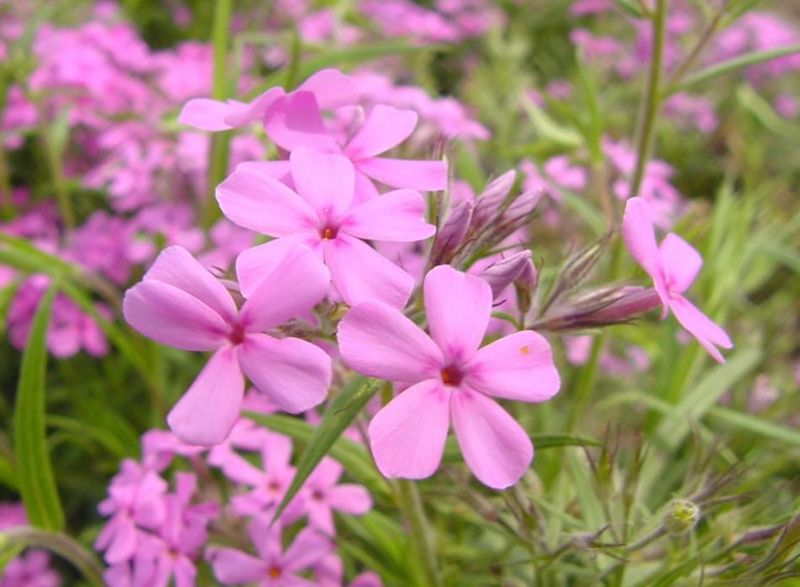 Prairie Phlox Brings Low Growing Spring Color