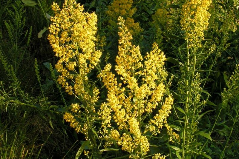 Goldenrod (Solidago Spp.)