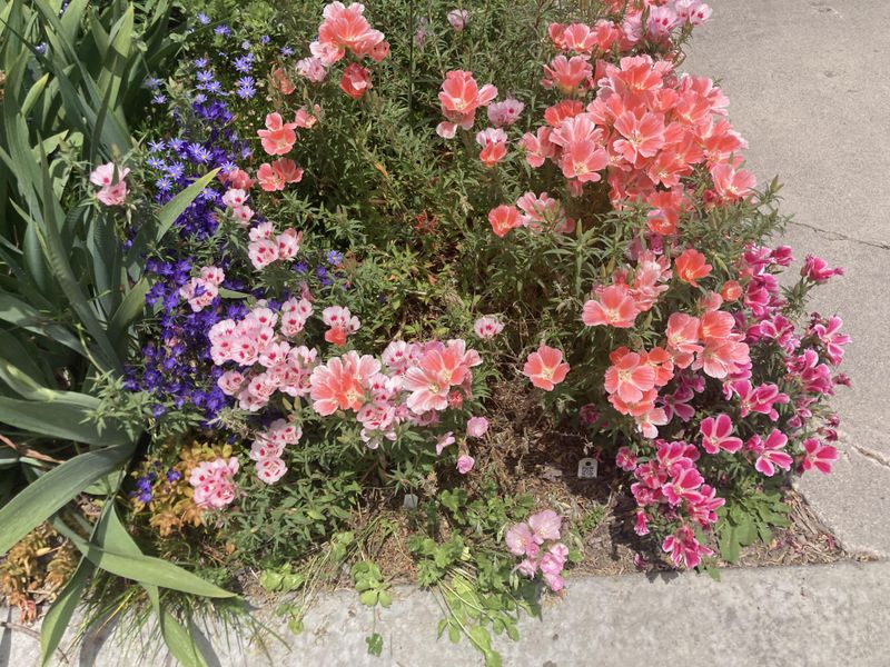 Shifting Bloom Times And Growing Seasons