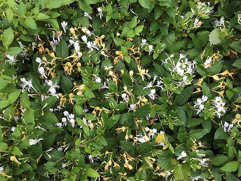 Beating Back Invasive Plants The Natural Way