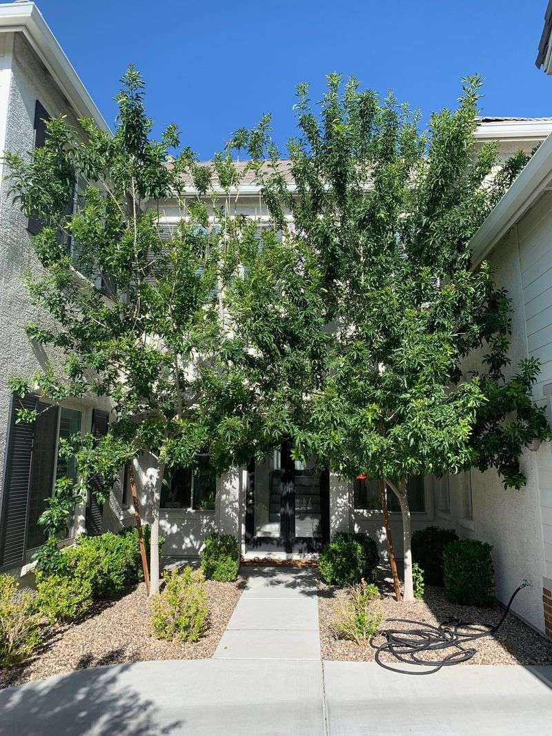 Fan-Tex Ash Builds Quick Shade With Seasonal Coverage