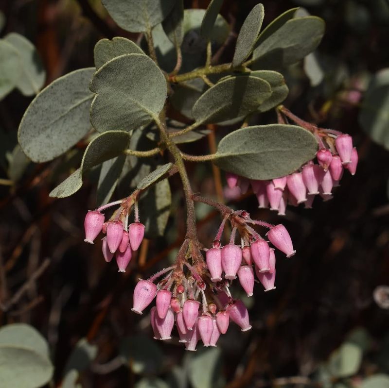 Manzanita