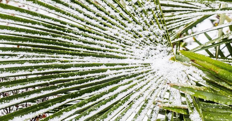 Ice Crystal Formation Inside Palm Tissue