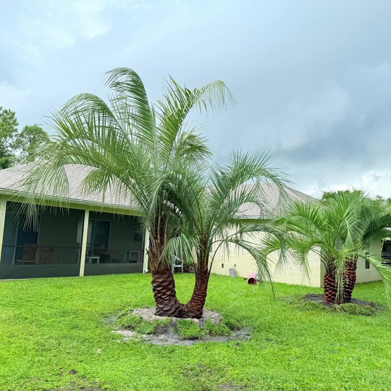 Pindo Palm Softens The Whole Yard