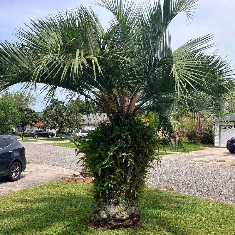 Sabal Brazoriensis (Brazoria Palm)