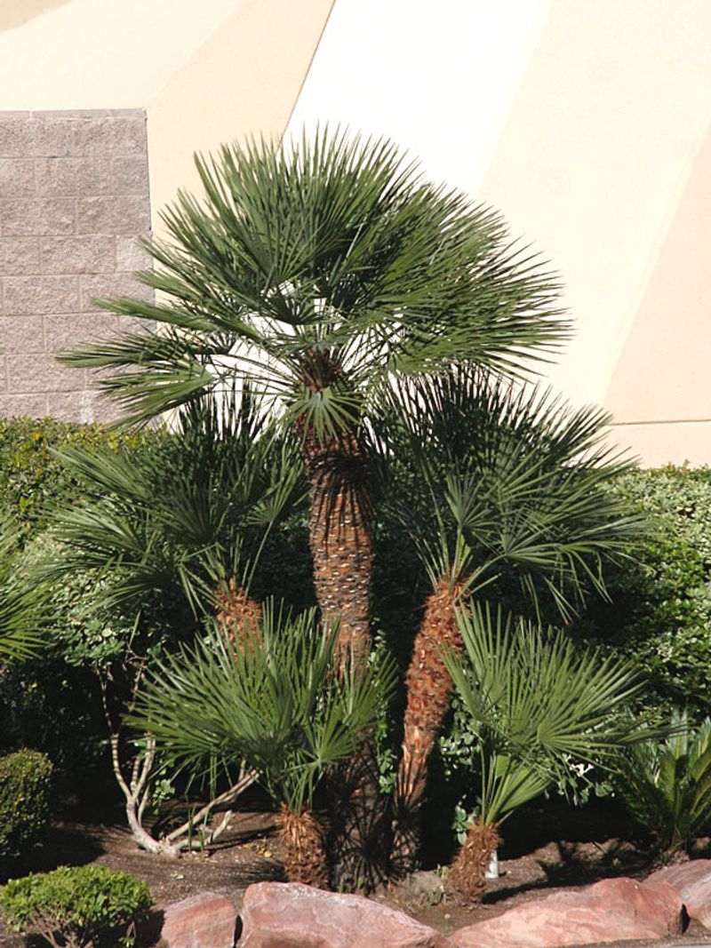 European Fan Palm Creates Dense Clumps With Mediterranean Appeal