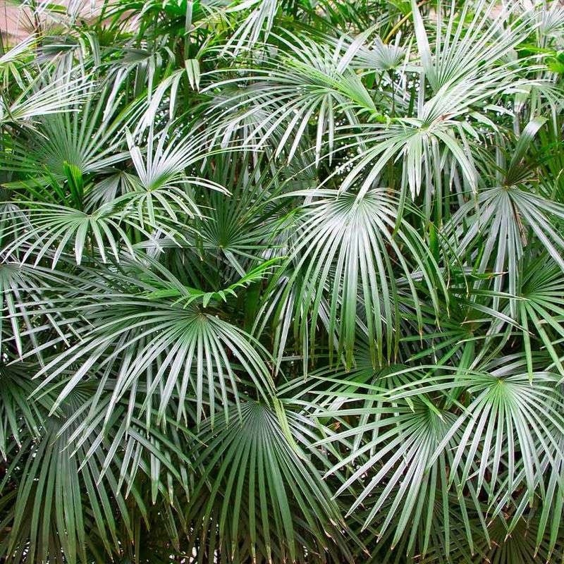Needle Palm