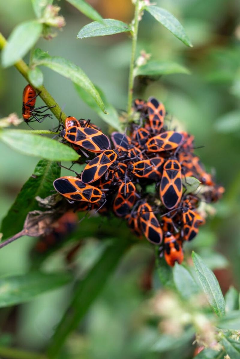 Nearby Boxelder And Maple Trees Keep Them Coming Back