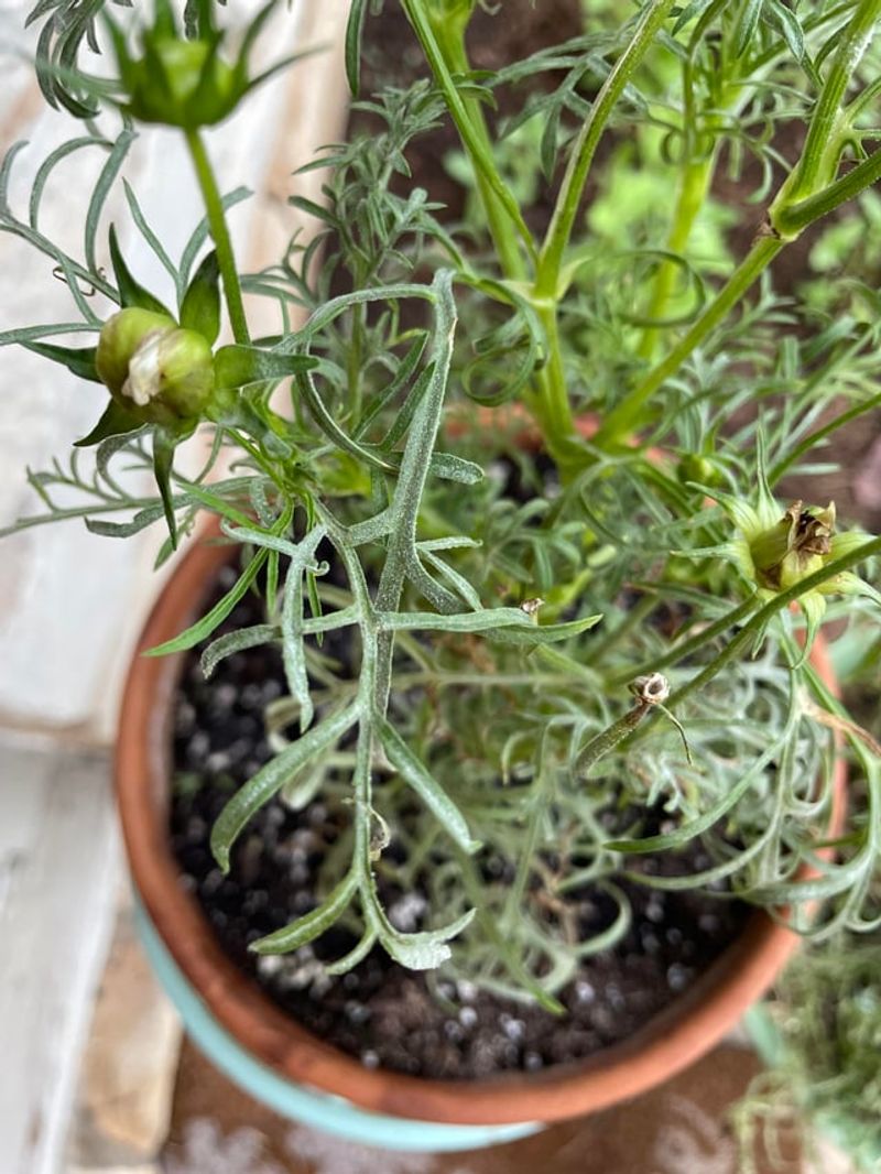 Phoenix Weather Swings Can Bring Spider Mites And Powdery Mildew