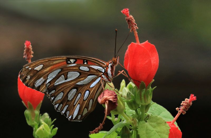 Turk's Cap (Malvaviscus Arboreus Var. Drummondii)