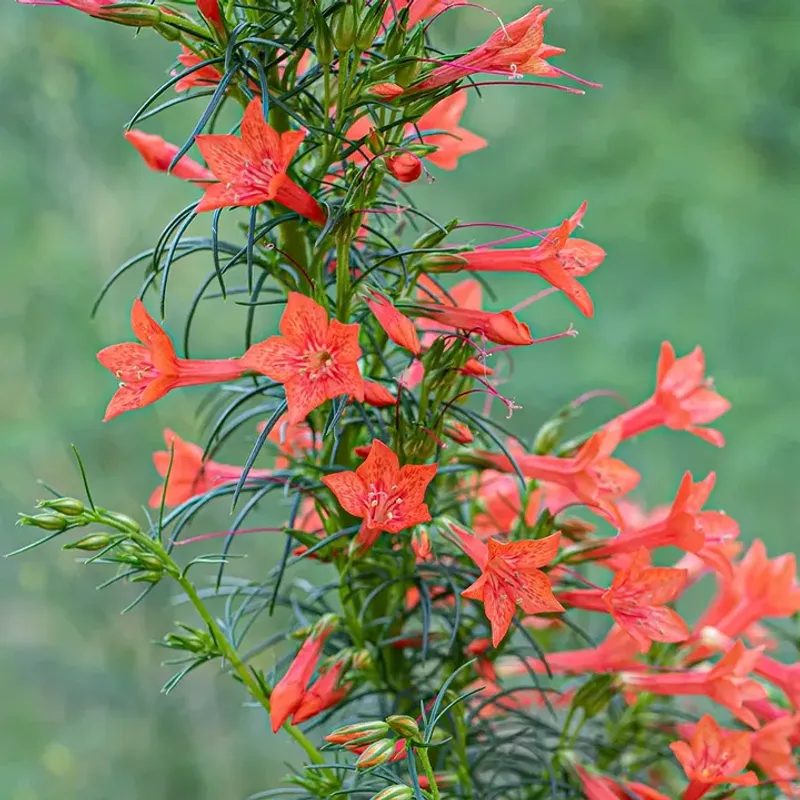 Standing Cypress (Ipomopsis Rubra)