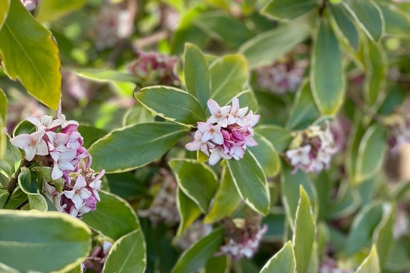 Daphne Fills Oregon Gardens With Fragrant Flowers