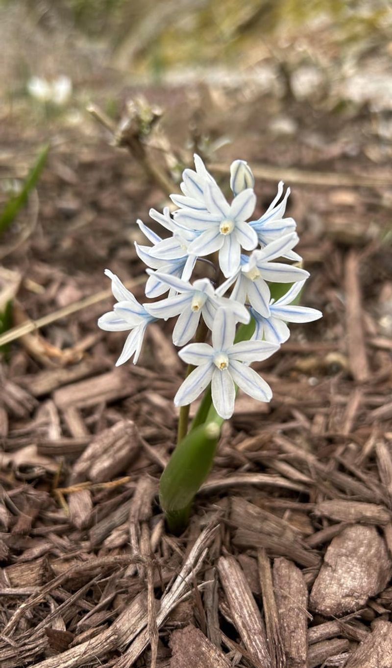 Striped Squill Offers Delicate Blooms With Subtle Detail