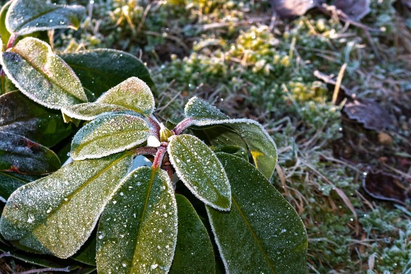 Late Cold Snaps May Have Damaged Tender Flower Buds