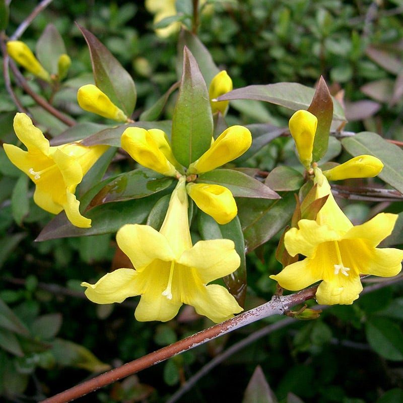 Carolina Jessamine Climbs With Early Native Color