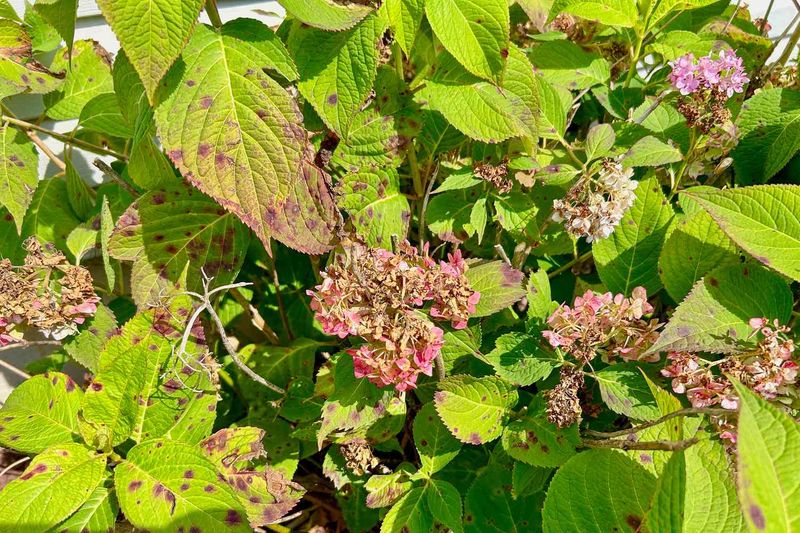 Stress From Previous Seasons Reduced Blooming This Year