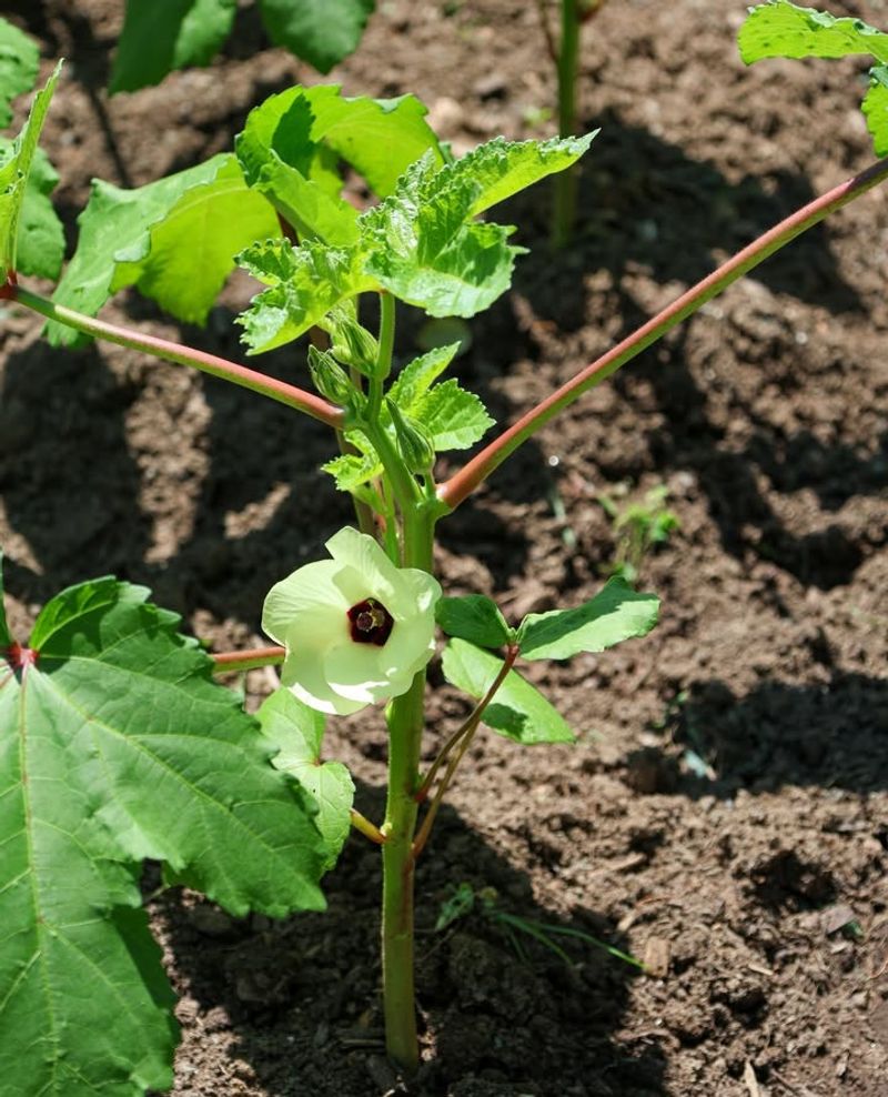 Okra Prefers Much Hotter Soil Than March Usually Provides