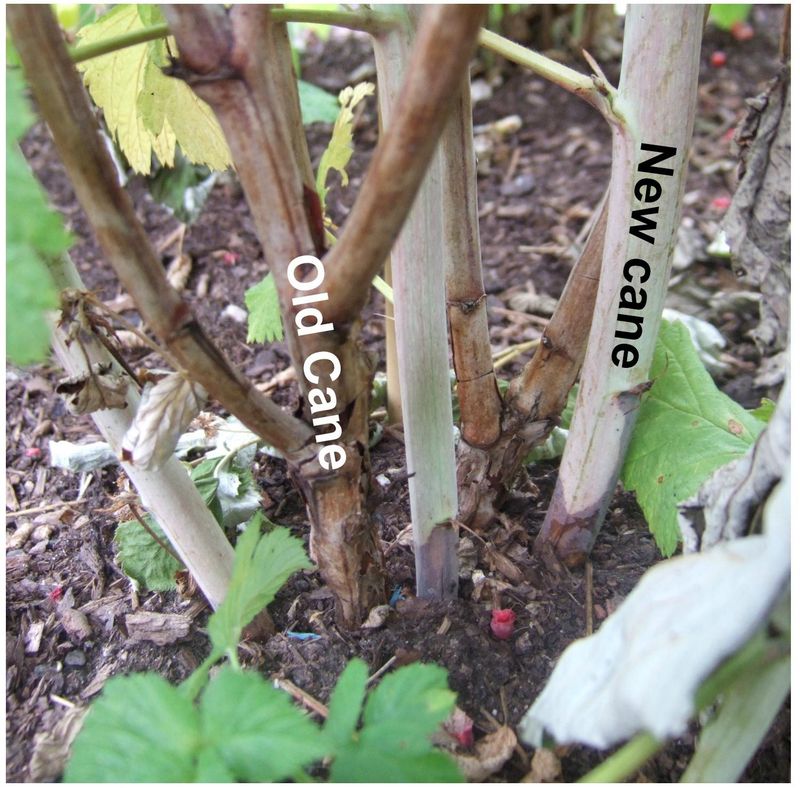 Old Fruiting Canes Should Not Stay In Place