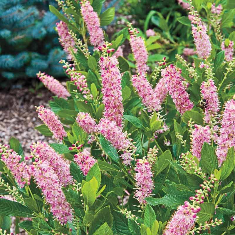 Summersweet Adds Sweet Fragrance To Summer Shade Gardens
