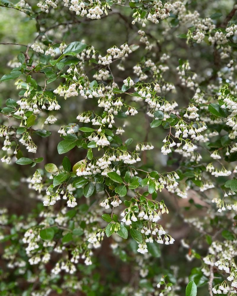 Sparkleberry Handles Light Pruning Before New Growth
