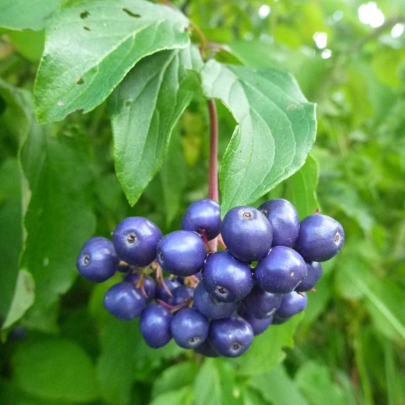 Silky Dogwood That Attracts Birds All Season