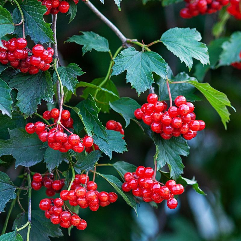 American Cranberry Bush