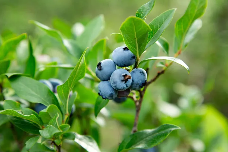 Highbush Blueberry 