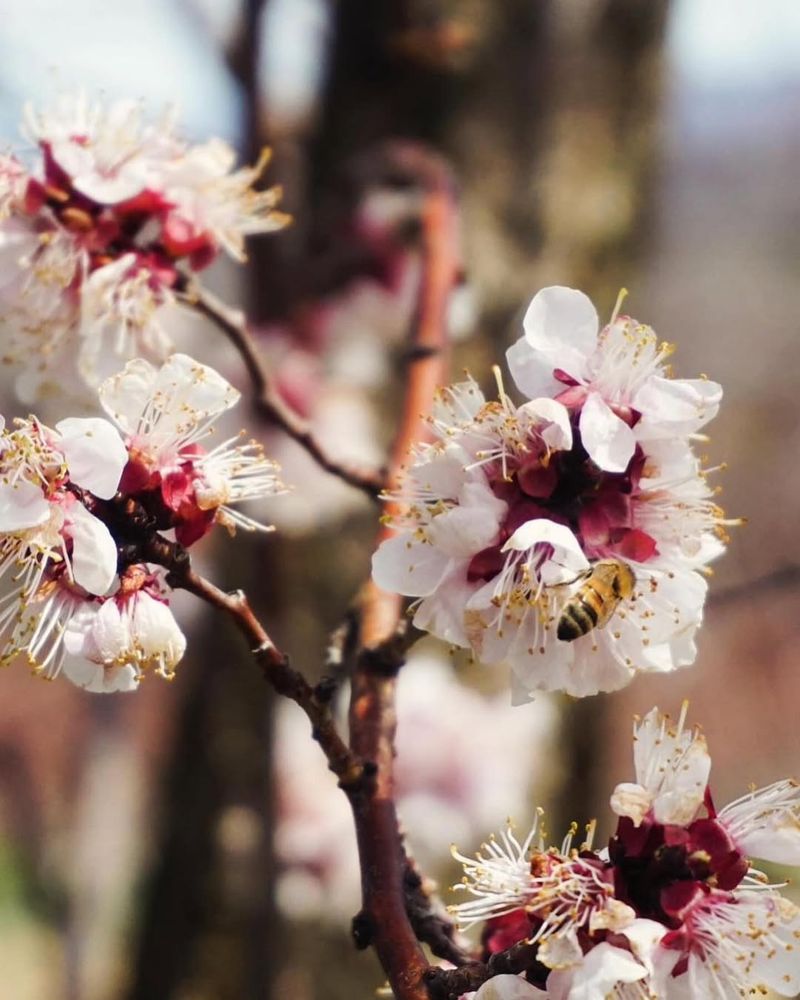 Spring-Flowering Fruit Trees (Cherries, Apricots)