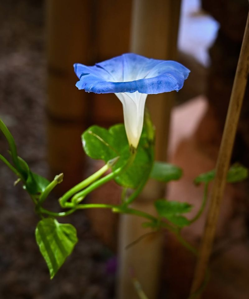 Morning Glory (Ipomoea Tricolor)