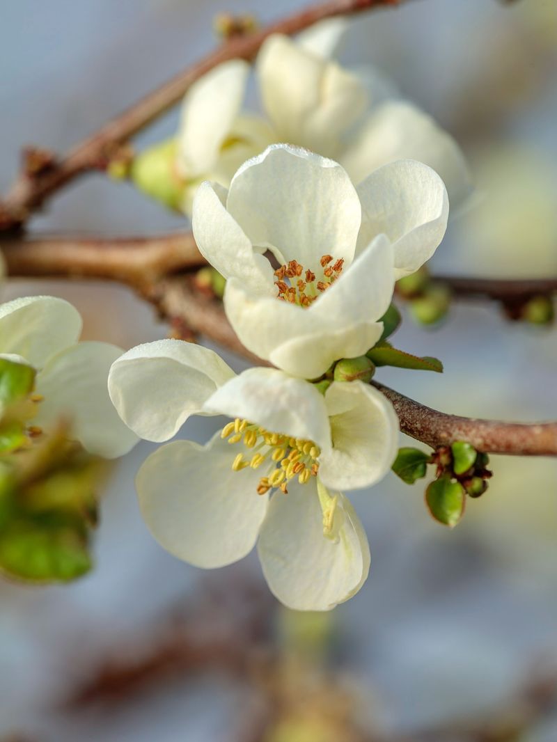 Japanese Quince Blooming Boldly