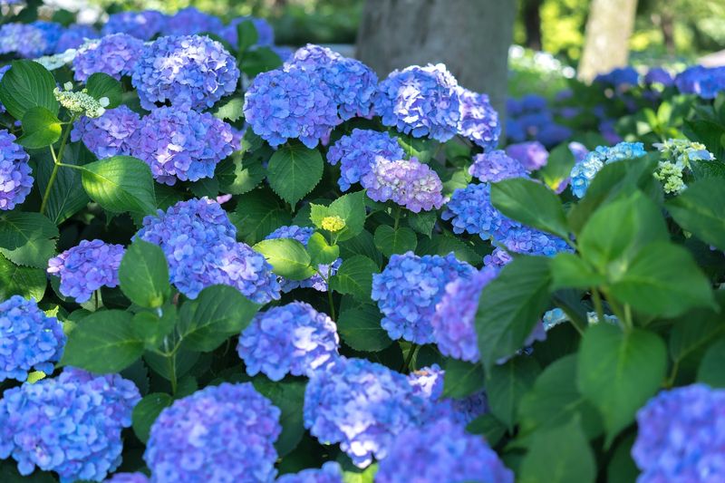 Bigleaf Hydrangea (Hydrangea Macrophylla)