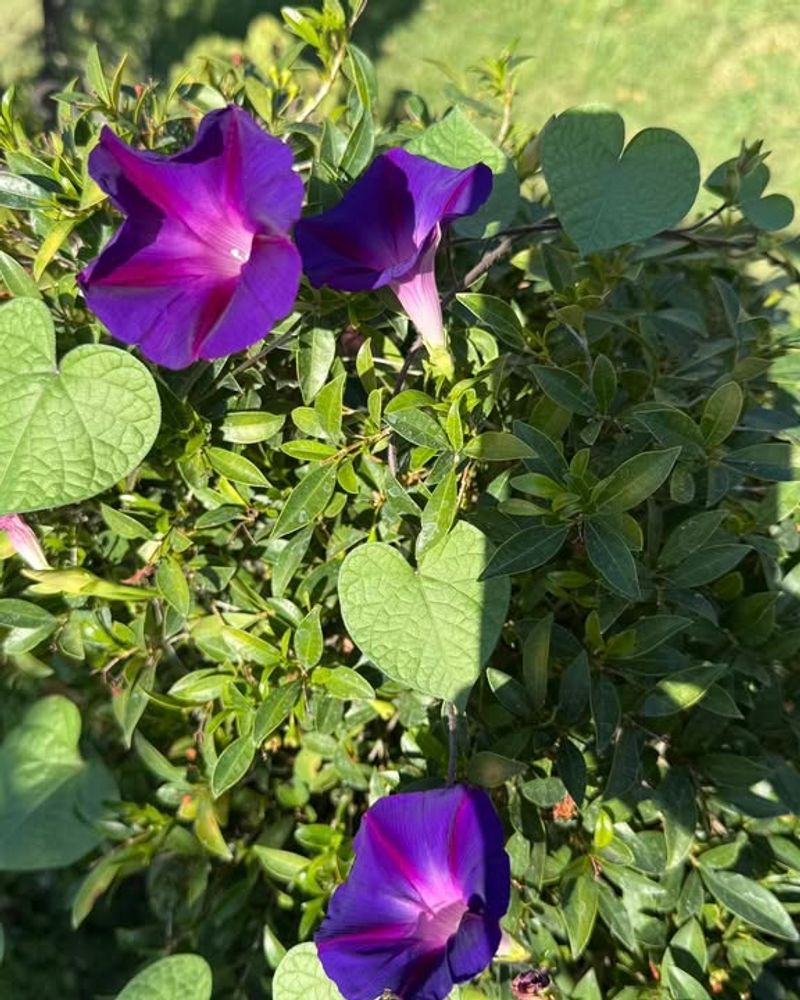 Morning Glory (Ipomoea spp.)