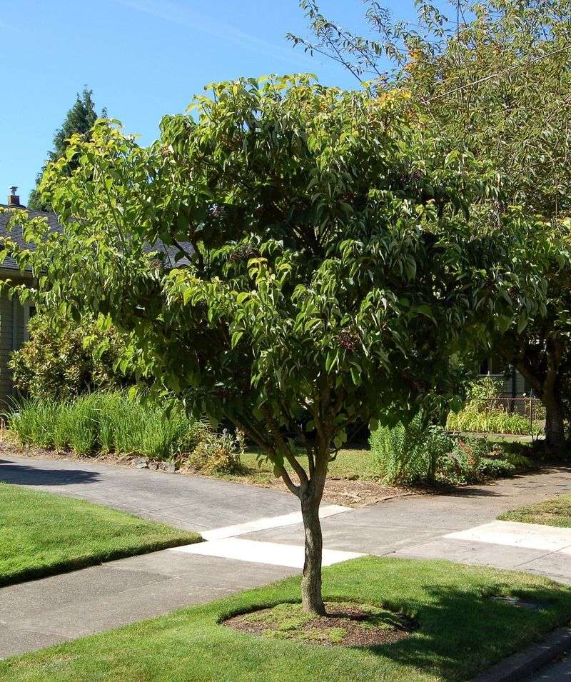 Pagoda Dogwood Creates Layered Beauty And Wildlife Habitat