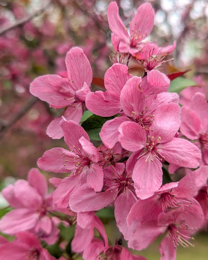 Flowering Crabapple Putting On A Spring Spectacle