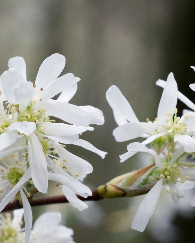 Serviceberry Starts The Season With A Quiet Burst Of White