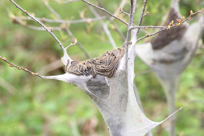 Tent Caterpillar Webs