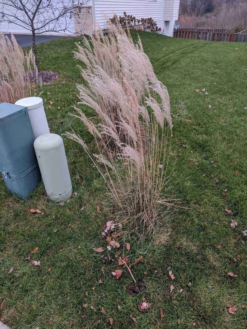 Ornamental Grasses
