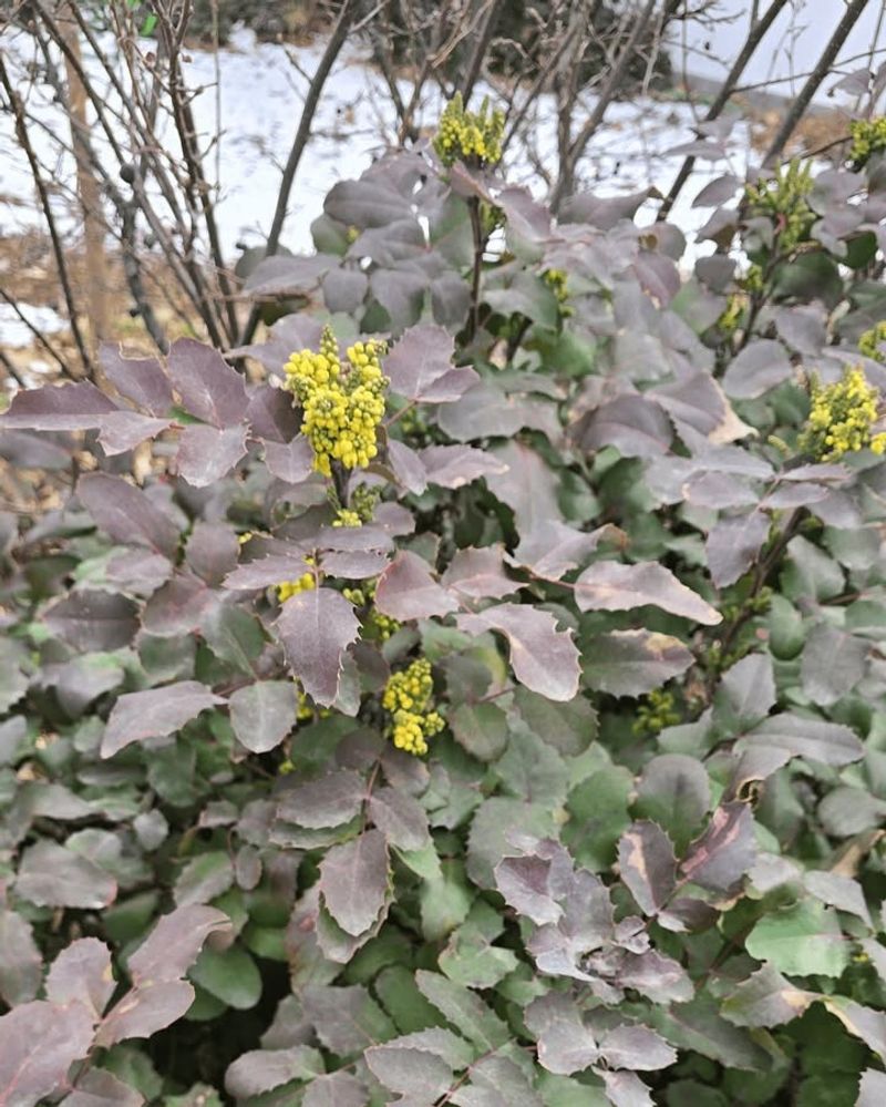 Reducing Fungal Problems