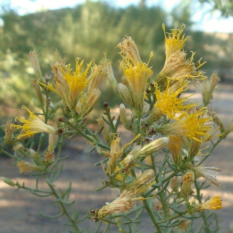 Turpentine Bush Keeps A Tidy Shape With A Simple Seasonal Cut