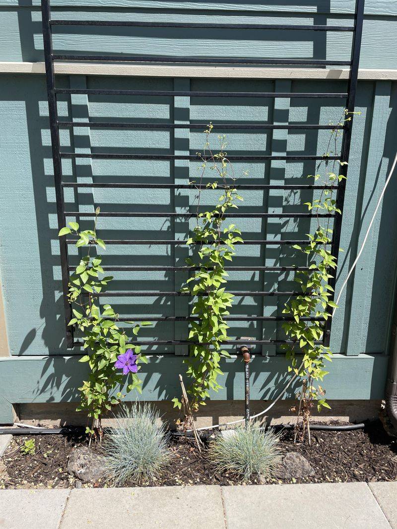 Wrought Iron Trellis
