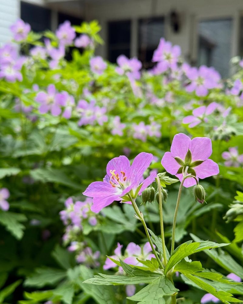 Wild Geranium